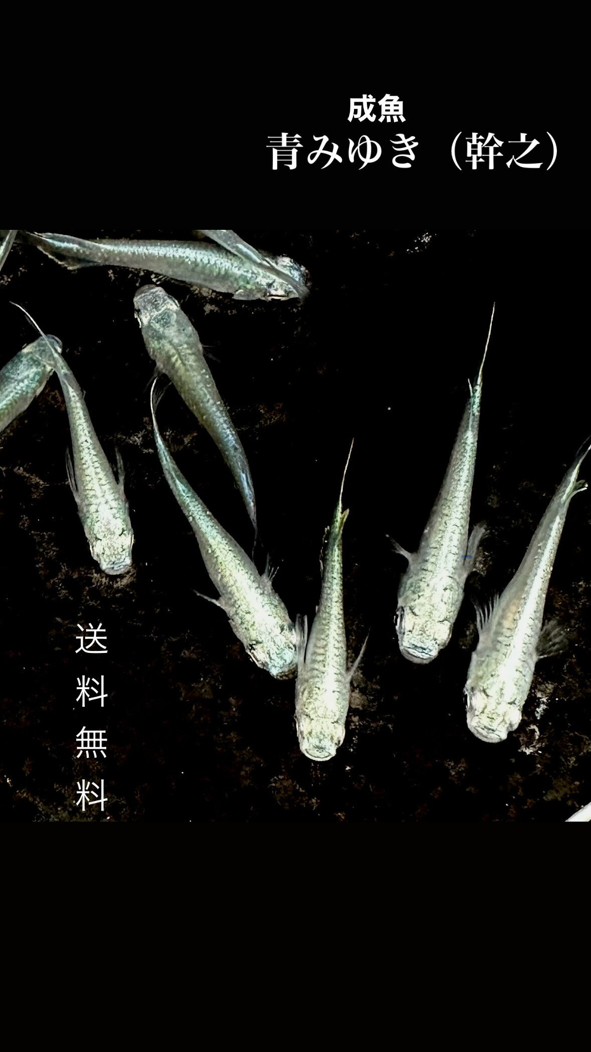 【雲州めだか】　超早出来 極上フルボディ幹之　当歳（2019年産） 5ペア　計10匹セット！③ 雲州めだか 超早出来 極上フルボディ幹之 当歳（2019年産） オス