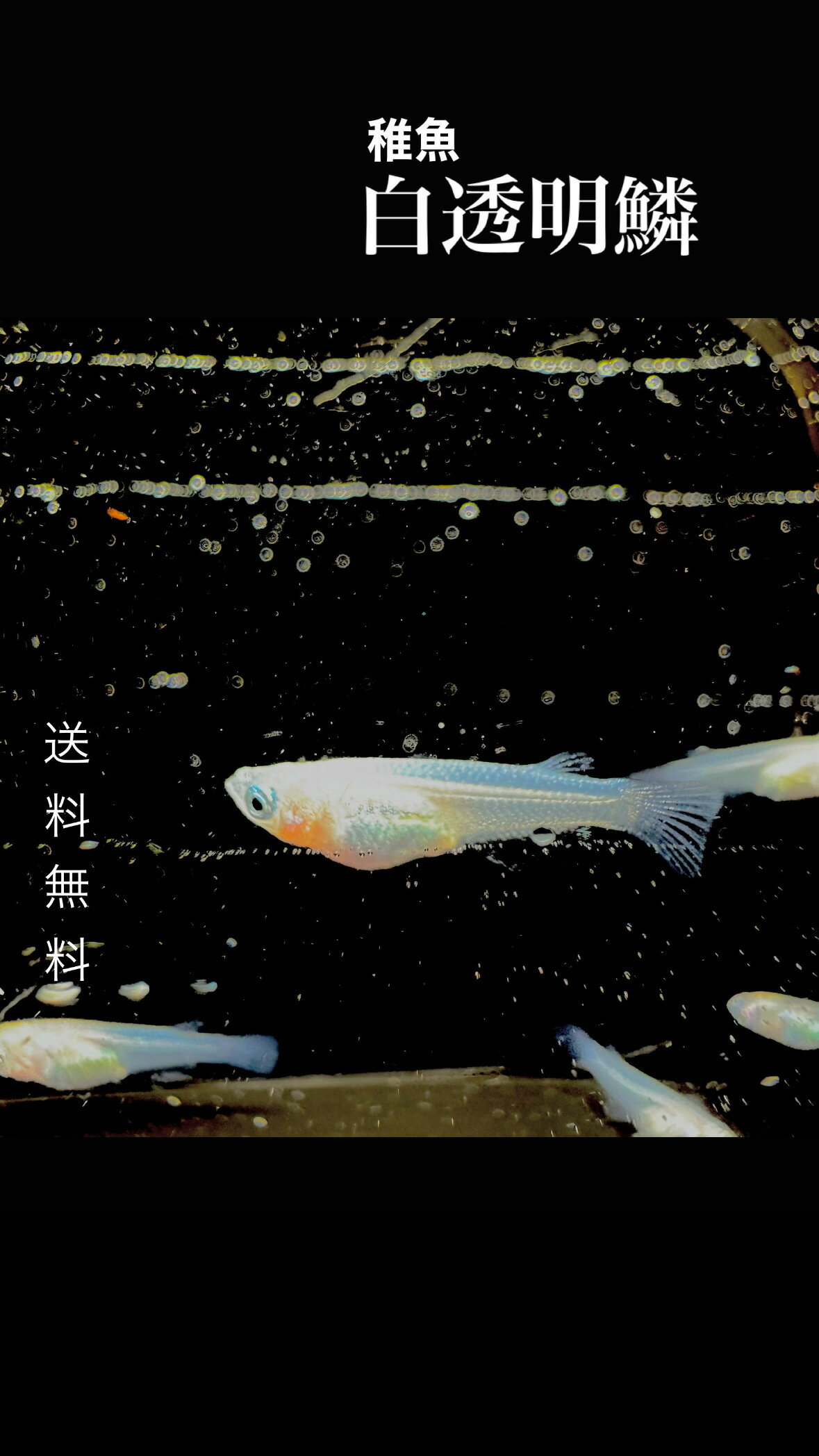 白透明鱗めだか未選別稚魚SS～Sサ...
