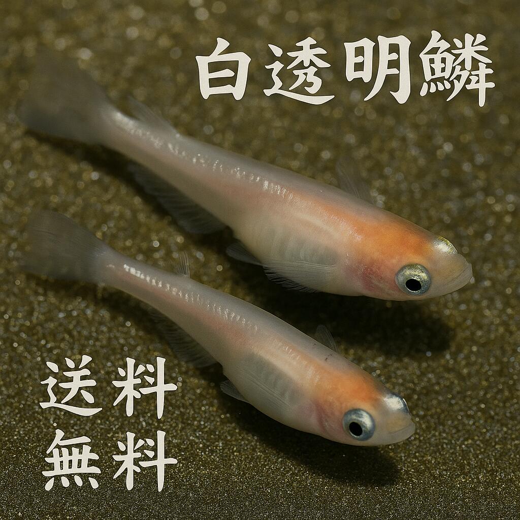 白透明鱗めだか未選別20匹セット＋...