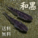 和墨めだか 未選別 20匹セット 和墨メダカ(4)