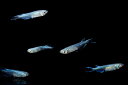 幹之めだか 稚魚 SS~Sサイズ 5匹セット みゆきメダカ 送料無料
