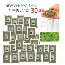 【30袋組】 西洋芝 種 混合 1袋 944g おすすめ 芝 全袋使用で密集の場合 推奨600平方メートル 最大2700平方メートル 1袋あたり価格6051円 芝生の種 オールシーズン NEWカナダグリーン 天然芝生 緑芝 洋芝 ミックス 約1kg 種子 ガーデングラス 母の日 プレゼント