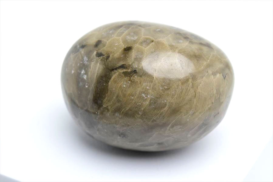 ペトスキーストーン フォッシルコーラル タンブル 現物画像 【約338.5g】 ■アメリカ・ミシガン州産■ペトスキー｜珊瑚の化石｜握り石｜オバマ｜ポリッシュ｜タンブル｜裸石｜天然石｜パワーストーン｜ ■39ショップ■