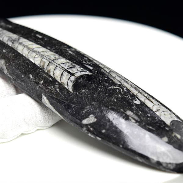 オルソセラス 直角貝 化石【モロッコ産】【約192.9g】オルソセラス｜Orthoceras｜化石｜原石｜モロッコ｜フォッシル｜天然石｜パワーストーン ■39ショップ■