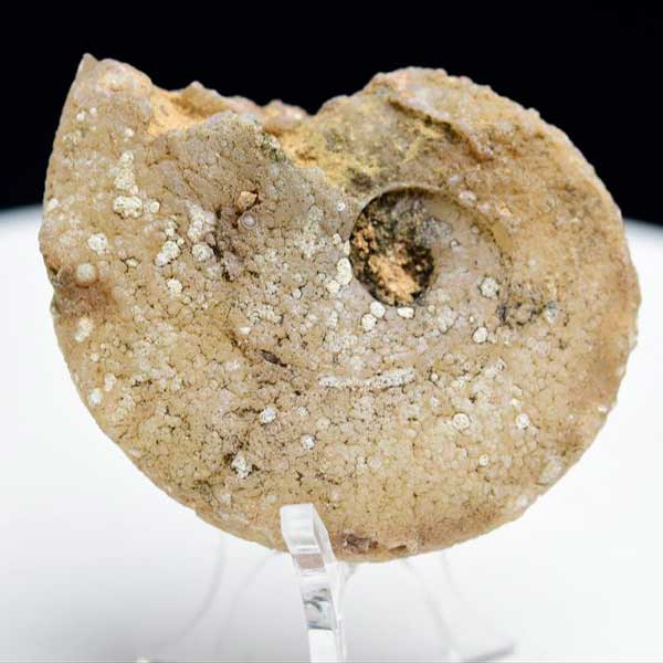 アンモナイト 化石 原石 方解石化【モロッコ産】【約43.5g】ammonite｜morocco｜化石｜原石｜モロッコ｜フォッシル｜カルサイト｜天然石｜パワーストーン ■39ショップ■