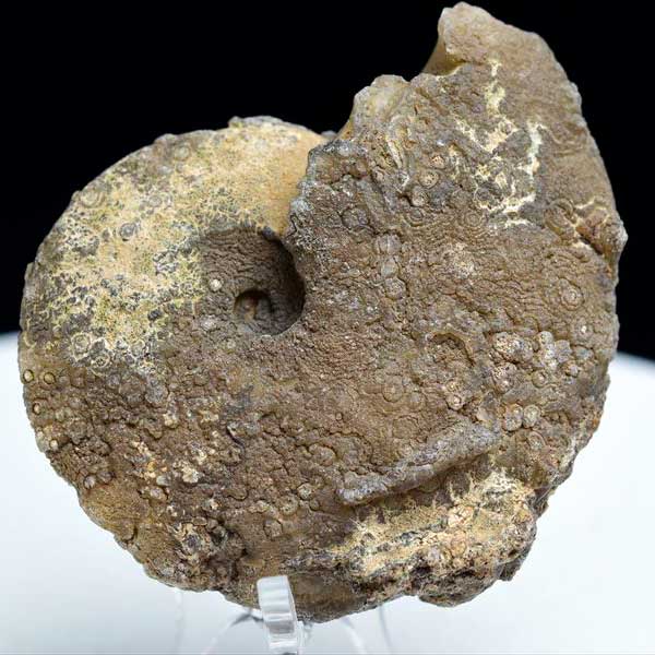 アンモナイト 化石 原石 方解石化【モロッコ産】【約73.8g】ammonite｜morocco｜化石｜原石｜モロッコ｜フォッシル｜カルサイト｜天然石｜パワーストーン ■39ショップ■