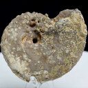 アンモナイト 化石 原石 方解石化【モロッコ産】【約80.3g】ammonite|morocco|化石|原石|モロッコ|フォッシル|カルサイト|天然石|パワーストーン ■39ショップ■
