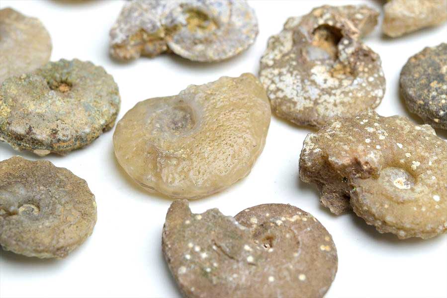 �����ʥ��� ���� ���� �����в� �ڥ���å����ۼ��पǤ������23g~��29g��ñ������ammonite��morocco�ò��Сø��Сå���å��åե��å���å��륵���ȡ�ŷ���Сåѥ���ȡ��� ��39����åע�