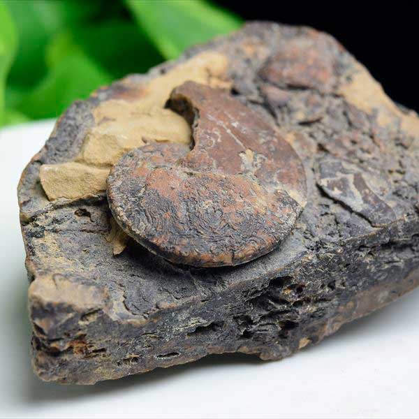 アンモナイト 化石 原石 メノウ化 方解石化【モロッコ産】【約340g】ammonite｜morocco｜化石｜原石｜モロッコ｜フォッシル｜カルサイ..