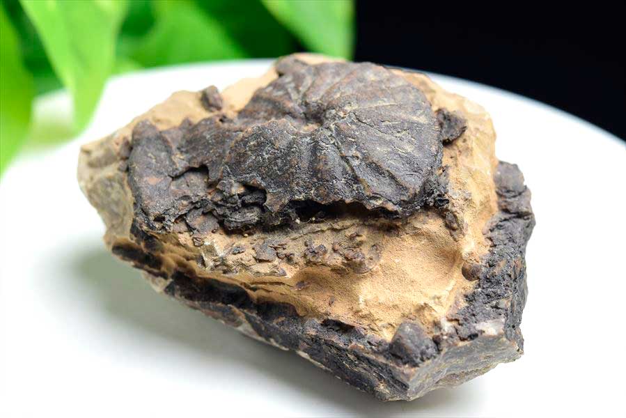 アンモナイト 化石 原石 メノウ化 方解石化【モロッコ産】【約382g】ammonite｜morocco｜化石｜原石｜モロッコ｜フォッシル｜カルサイト｜アゲートアンモナイト｜天然石｜パワーストーン ■39ショップ■45 2