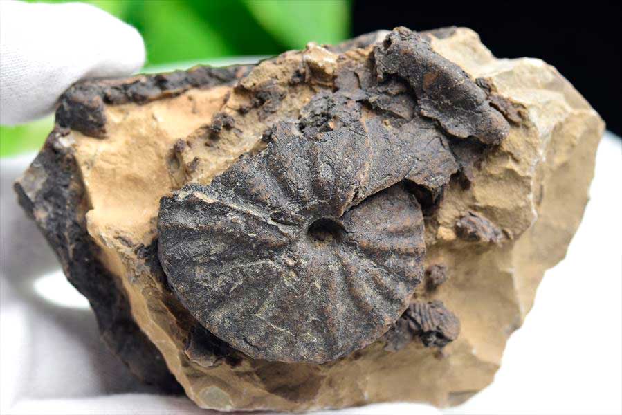 アンモナイト 化石 原石 メノウ化 方解石化【モロッコ産】【約382g】ammonite｜morocco｜化石｜原石｜モロッコ｜フォッシル｜カルサイト｜アゲートアンモナイト｜天然石｜パワーストーン ■39ショップ■45 3