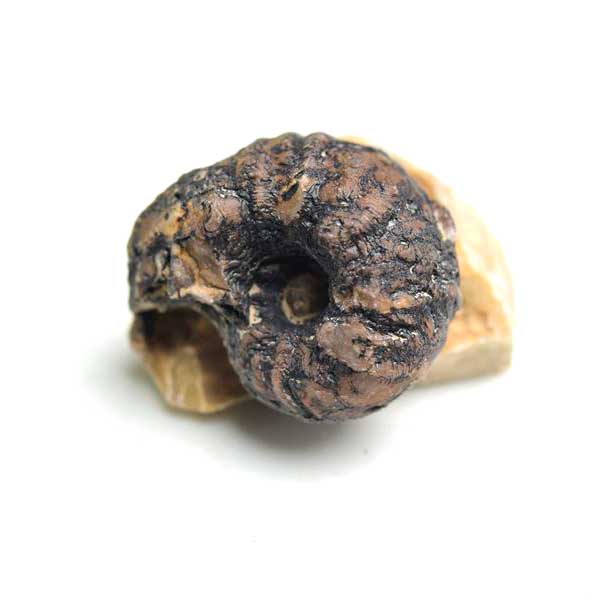 アンモナイト 化石 原石 メノウ化 方解石化【モロッコ産】【約22g】ammonite｜morocco｜化石｜原石｜モロッコ｜フォッシル｜カルサイト｜アゲートアンモナイト｜天然石｜パワーストーン ■39ショップ■60