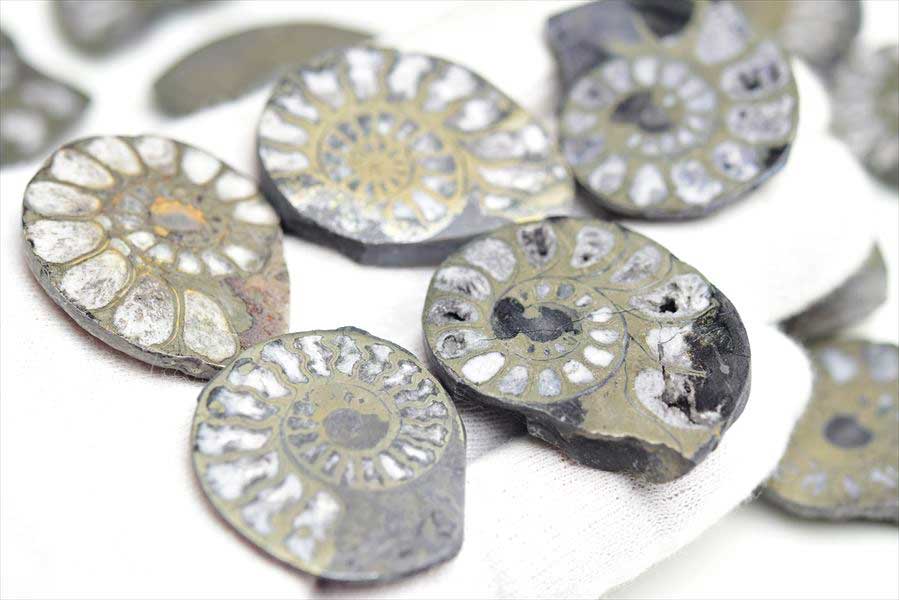 �����ʥ��� ���� ���饤�� Ƽ�� ��Ŵ�۲��ڥ���å����ۼ��पǤ������10g~��15g��ñ������ammonite��morocco�ò��Сø��Сå���å��åե��å����Ƽ�åѥ��饤�ȡå����ʥ��ȡ�ŷ���Сåѥ���ȡ��� ��39����åע�