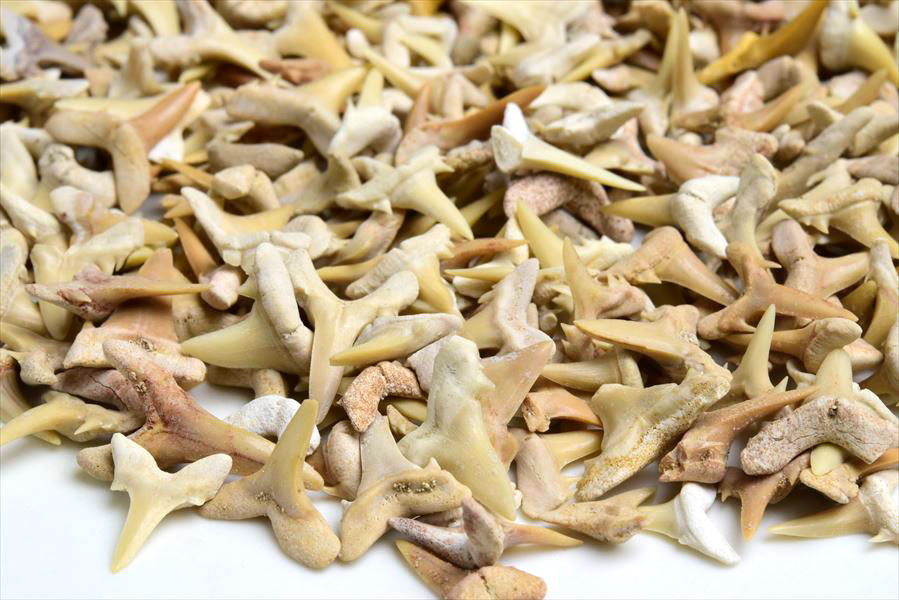 �������ɤ��� ������� ���� Carcharias �� ���� �������ȥ��åȢ�����å���������100g���åȡ۵ͤ��碌������˥���å���λ��û���Carcharias taurus�ò��Сø��Сå���å��åե��å����ŷ���Сåѥ���ȡ��� ��39����åע�