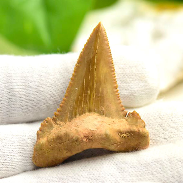 ホホジロザメ 歯 化石 原石 Carcharodon carcharias tooth【モロッコ産】【約7.9g】great white shark｜ホオジロザメ｜サメの歯｜ morocco｜化石｜原石｜モロッコ｜フォッシル｜天然石｜パワーストーン ■39ショップ■340