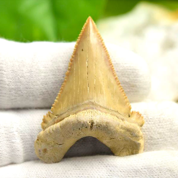 ホホジロザメ 歯 化石 原石 Carcharodon carcharias tooth【モロッコ産】【約7.5g】great white shark｜ホオジロザメ｜サメの歯｜ morocco｜化石｜原石｜モロッコ｜フォッシル｜天然石｜パワーストーン ■39ショップ■340