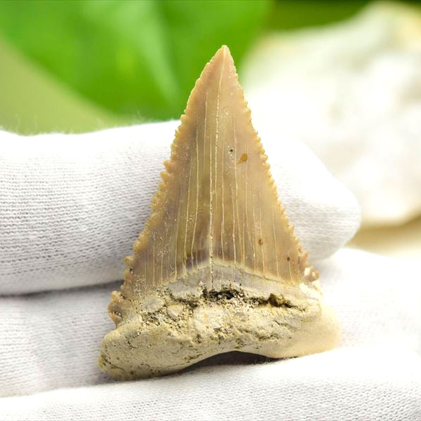 ホホジロザメ 歯 化石 原石 Carcharodon carcharias tooth【モロッコ産】【約10.3g】great white shark｜ホオジロザメ｜サメの歯｜ morocco｜化石｜原石｜モロッコ｜フォッシル｜天然石｜パワーストーン ■39ショップ■340