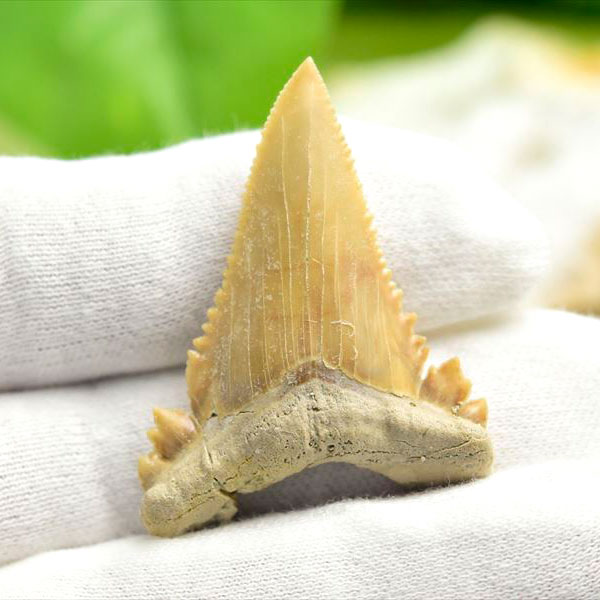 ホホジロザメ 歯 化石 原石 Carcharodon carcharias tooth【モロッコ産】【約7.6g】great white shark｜ホオジロザメ｜サメの歯｜ morocco｜化石｜原石｜モロッコ｜フォッシル｜天然石｜パワーストーン ■39ショップ■340