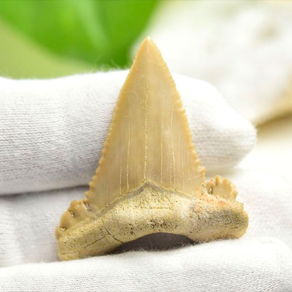 ホホジロザメ 歯 化石 原石 Carcharodon carcharias tooth【モロッコ産】【約7.7g】great white shark｜ホオジロザメ｜サメの歯｜ morocco｜化石｜原石｜モロッコ｜フォッシル｜天然石｜パワーストーン ■39ショップ■340
