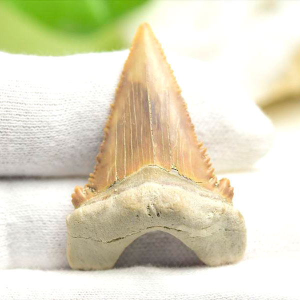 ホホジロザメ 歯 化石 原石 Carcharodon carcharias tooth【モロッコ産】【約7.1g】great white shark｜ホオジロザメ｜サメの歯｜ morocco｜化石｜原石｜モロッコ｜フォッシル｜天然石｜パワーストーン ■39ショップ■340