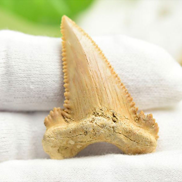 ホホジロザメ 歯 化石 原石 Carcharodon carcharias tooth【モロッコ産】【約5.9g】great white shark｜ホオジロザメ｜サメの歯｜ morocco｜化石｜原石｜モロッコ｜フォッシル｜天然石｜パワーストーン ■39ショップ■340