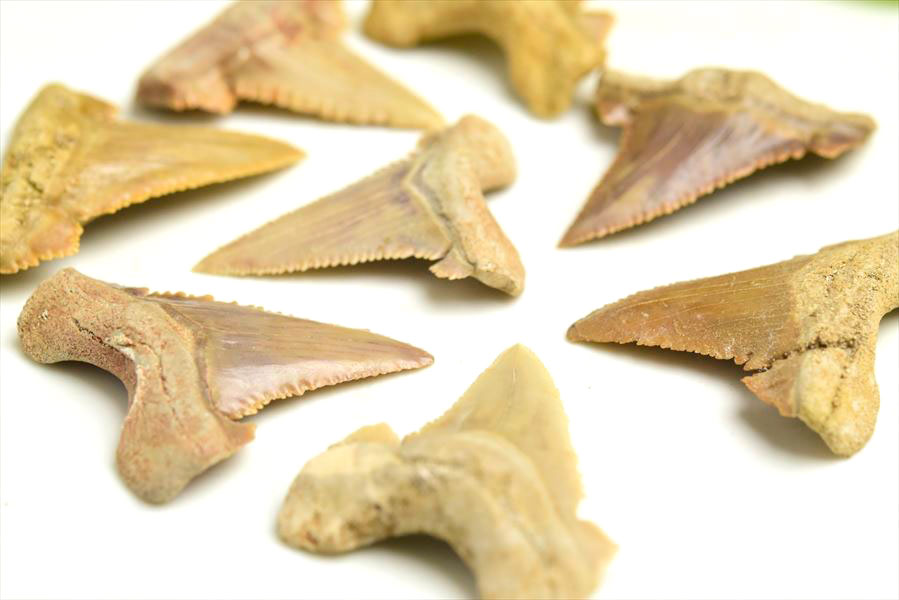 �ۥۥ������� �� ���� ���� ����å������पǤ������1.5g~��3g�����ñ������ Carcharodon carcharias tooth great white shark�åۥ���������å���λ��� morocco�ò��Сø��Сå���å��åե��å����ŷ���Сåѥ���ȡ��� ��39����åע�