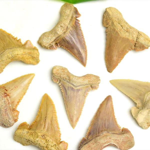 商品詳細 ※必ずお読みください 石の名前商品名 モロッコ産 ホホジロザメ (ホオジロザメ） 歯の化石 原石 種類お任せ・単品販売 約1.5g~約3g前後 天然石の意味商品の特性等 属名：ホホジロザメ(Carcharodon carcharias) 産地：モロッコ 時代：始新世（約3500万年前） 始新世（ししんせい、Eocene）時代のホホジロザメの歯の化石を種類お任せランダムにて発送させていただく商品です。 始新世は、地質時代の一つで、約5,600万年前から約3,390万年前までの期間を指します。 サメが登場する有名映画のモデルとなったことで知られるホホジロザメの歯の化石、原産地は北アフリカサハラ砂漠北部のモロッコ産です。 状態も良く、美しいフォルムが魅力の高品質な逸品。 数年間の間に非常に多くの歯が生え変わるといわれるホホジロザメ、抜け落ちた歯が数千万年かけて化石化したとされる神秘的な1点です。 原産地より厳選した物をお届けさせていただきます。 ケース等に入れてコレクションの一つとして、またアクセサリー作成の素材としてもおすすめ。 ※商品画像はお届けさせていただく商品と同等のホオジロザメの歯の化石の撮影をおこなったものです。 ※画像に写っている撮影備品等は付属品ではございません。 ※ディスプレイケース等は付属しておりません。 産地／サイズ等 販売単位：1個 産地：モロッコ産 重さ：約1.5g～約3g前後 幅：約15mm～約20mm前後 長さ：約25mm～約30mm前後 ※セット商品ではございません、1個単位の単品販売商品です。 ※重さを基準に選別しておりますので、大きさには個体差が生じます、ご了承ください。 ※自然の物ですので、大きさや形状、色味も個体差がございますのでご了承ください。 ※大きさや形状、色味のご指定はお受けできません。 ◆種類おまかせ・ランダム発送商品について◆ ■現物撮影の商品に比べて、高品質の天然石を比較的安価でお届けする事ができます。 ■すべての商品が1個1個しっかりと自社で検品をおこなっ商品となっておりますのでご安心ください。 ■商品画像はお届けする商品と同等の商品を撮影しておりますので、「画像と商品が違う」なんていう心配はありません。 ■商品サイズについては個体差がございます。表記サイズはあくまでも参考サイズとなりますのでご了承くださいませ。 ■この商品について少しでもご不安な点がございましたらお気軽にお問い合わせくださいませ。 ◆下記内容をお読み頂き、ご了承の上、お買い求めください◆ ※重さを基準に選別しておりますので、大きさには個体差が生じます、ご了承ください。 ※自然の物ですので、大きさや形状、色味も個体差がございますのでご了承ください。 ※大きさや形状、色味のご指定はお受けできません。 ※個人的主観によるイメージ違い等でのご返品はお受けできません。 ※表記サイズについては計測箇所により多少の誤差がある場合がございます。 ※多少のキズ・汚れ等がある場合がございますが、ご了承ください。 ※こちらの商品はメール便配送可能です。 ※メール便配送はポスト投函となりますのでご了承ください。 尚、メール便の場合、商品の破損・紛失・不達・延達の際の補償は一切ございません。 配送会社により投函完了となった時点で配送完了とさせて頂きます。 ※他の商品と一緒にお買い上げの場合、配送会社規定サイズ超過によりメール便配送ができなくなる場合がございます。 その際は、配送方法にてメール便を選択頂いた場合も、こちらで通常宅配便に変更させていただき、通常宅配便送料を加算させていただきますのでご了承ください。 発送日について 在庫がある場合は、14時までのご注文で当日発送を心がけております。 ※定休日は除く 発送の注意点 ※ご注文の混雑状況・お支払方法などにより、前後することがございますので、上記の表示は目安としてご参考にしてください。 ※メール便配送にはサイズ規定がございます。 ご注文時にメール便をご指定いただいても、サイズ超過の場合は通常宅配便配送(送料加算)に変更させていただきます。 メール便配送ができない商品には、ページに記載がございますので、ご確認ください。 商品在庫について ※商品が「在庫なし」となりますと、天然石の品質・クオリティーなどから長期間入手できない場合もございます。 ※在庫なしの場合でも店頭に在庫がある場合がございますので、お気軽にお問合せください。 備考 ※サイズは厳密に計測しておりますが、計測位置及び天然石の性質上、実サイズと若干の差異がある場合がございます。 商品画像について パソコン、モニターの環境等によって若干色合いなどが変わることがございますので、ご了承下さい。 できる限り実際の商品の色合いに近づけておりますのでご安心下さい。 カテゴリー |パワーストーン|天然石|原石 化石|ホホジロザメ 歯の化石| 天然石 パワーストーン販売卸「アップストーン」のトップページへ