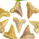 zzWU    bRYނCy5g~6gzPi̔ Carcharodon carcharias tooth great white sharkbzIWUbT̎b moroccob΁b΁bbRbtHbVbVR΁bp[Xg[ 39Vbv