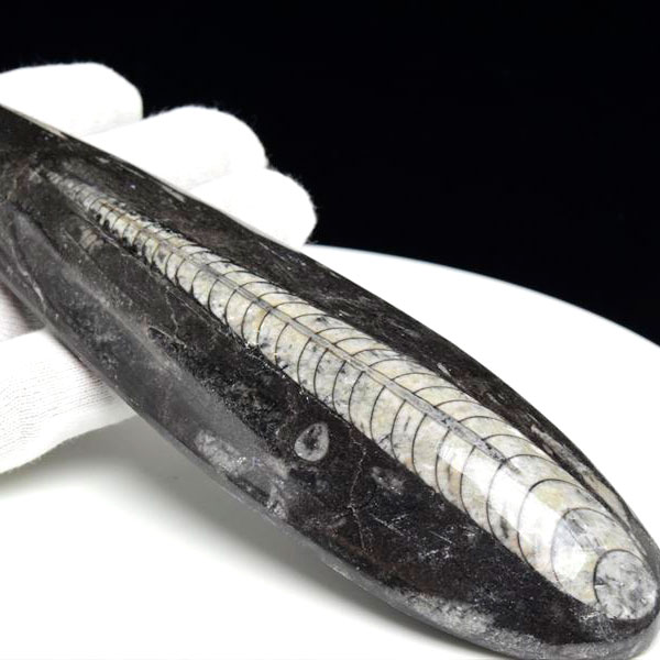 オルソセラス 直角貝 化石【モロッコ産】【約214.9g】オルソセラス｜Orthoceras｜化石｜原石｜モロッコ｜フォッシル｜天然石｜パワーストーン ■39ショップ■