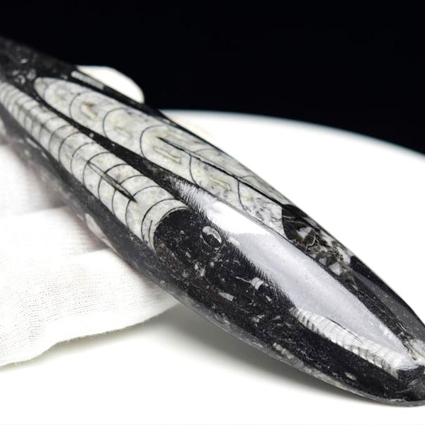 オルソセラス 直角貝 化石【モロッコ産】【約155.7g】オルソセラス｜Orthoceras｜化石｜原石｜モロッコ｜フォッシル｜天然石｜パワーストーン ■39ショップ■