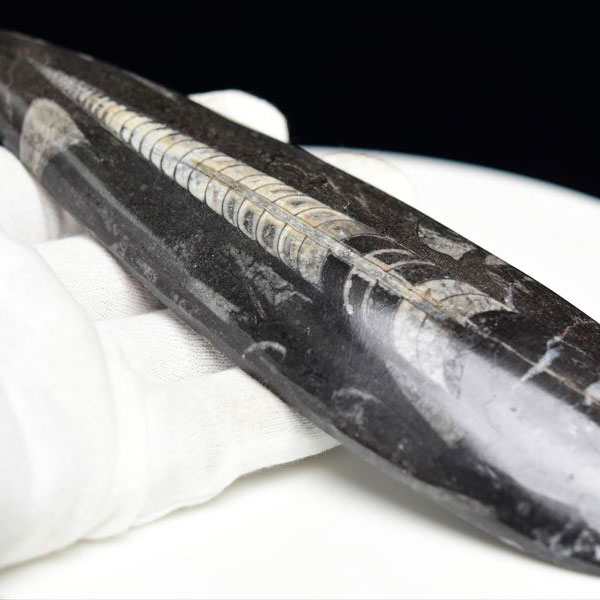オルソセラス 直角貝 化石【モロッコ産】【約178.3g】オルソセラス｜Orthoceras｜化石｜原石｜モロッコ｜フォッシル｜天然石｜パワーストーン ■39ショップ■