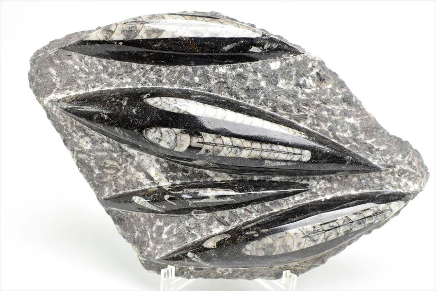 オルソセラス 直角貝 化石 プレート 簡易イーゼルスタンド付き 【モロッコ産】【約1294g】オルソセラス｜Orthoceras｜化石｜原石｜モロッコ｜フォッシル｜天然石｜パワーストーン ■39ショップ■ 2