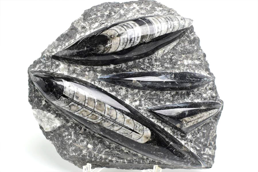 オルソセラス 直角貝 化石 プレート 簡易イーゼルスタンド付き 【モロッコ産】【約1480g】オルソセラス｜Orthoceras｜化石｜原石｜モロッコ｜フォッシル｜天然石｜パワーストーン ■39ショップ■ 2