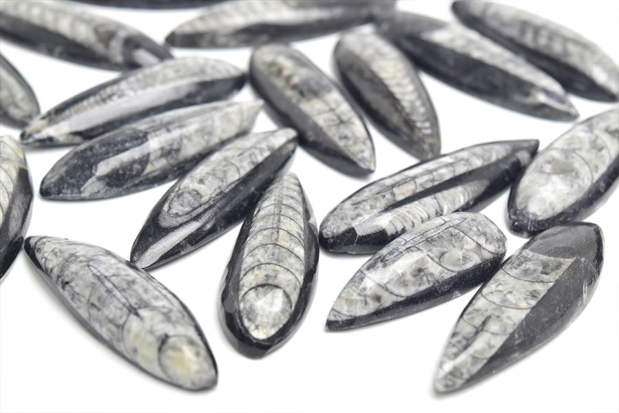 ���륽���饹 ľ�ѳ� �ߥ˥����� ���Т�����å��������पǤ�� ����50��60mm���墣������ñ�̡�1�ġۥ��륽���饹��Orthoceras�ò��Сø��Сå���å��åե��å����ŷ���Сåѥ���ȡ��� ��39����åע�