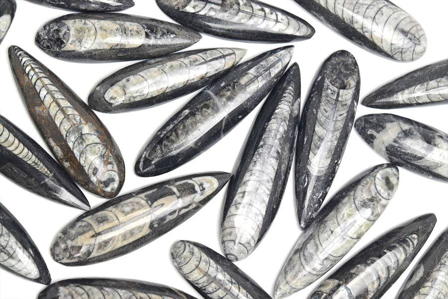 ���륽���饹 ľ�ѳ� �ߥ˥����� ���Т�����å��������पǤ�� ����70��80mm���墣������ñ�̡�1�ġۥ��륽���饹��Orthoceras�ò��Сø��Сå���å��åե��å����ŷ���Сåѥ���ȡ��� ��39����åע�