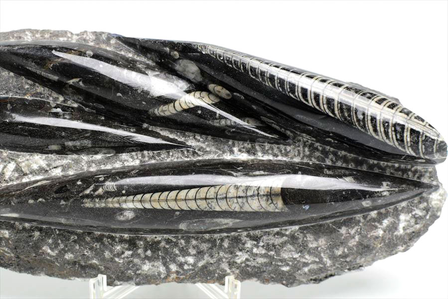 オルソセラス 直角貝 化石 プレート 簡易イーゼルスタンド付き 【モロッコ産】【約1500g】オルソセラス｜Orthoceras｜化石｜原石｜モロッコ｜フォッシル｜天然石｜パワーストーン ■39ショップ■ 2