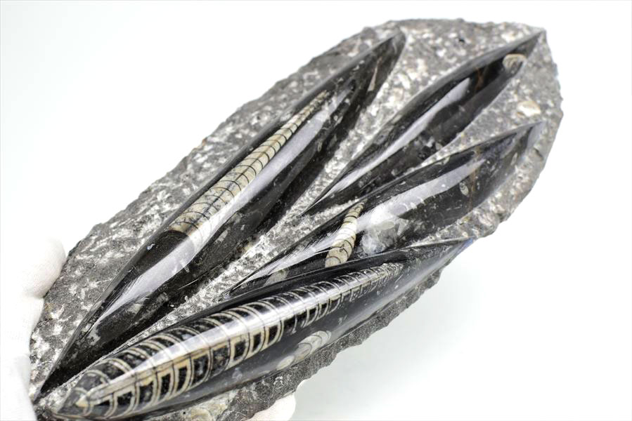 オルソセラス 直角貝 化石 プレート 簡易イーゼルスタンド付き 【モロッコ産】【約1500g】オルソセラス｜Orthoceras｜化石｜原石｜モロッコ｜フォッシル｜天然石｜パワーストーン ■39ショップ■ 3