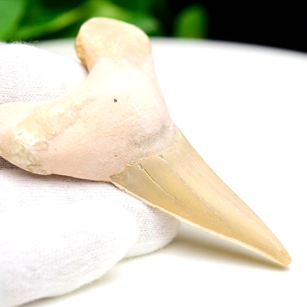 サメの歯 化石 原石 Otodus obliquus tooth オトドゥス オブリクス古代鮫【モロッコ産】【約27.3g】ネズミザメ｜ホオジロザメ｜サメの歯｜ morocco｜化石｜原石｜モロッコ｜フォッシル｜天然石｜パワーストーン ■39ショップ■100
