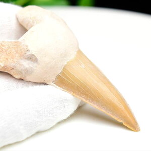 サメの歯 化石 原石 Otodus obliquus tooth オトドゥス オブリクス古代鮫【モロッコ産】【約28.7g】ネズミザメ|ホオジロザメ|サメの歯| morocco|化石|原石|モロッコ|フォッシル|天然石|パワーストーン ■39ショップ■100