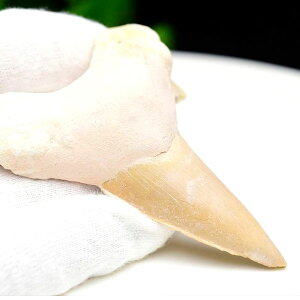 サメの歯 化石 原石 Otodus obliquus tooth オトドゥス オブリクス古代鮫【モロッコ産】【約38g】ネズミザメ|ホオジロザメ|サメの歯| morocco|化石|原石|モロッコ|フォッシル|天然石|パワーストーン ■39ショップ■100