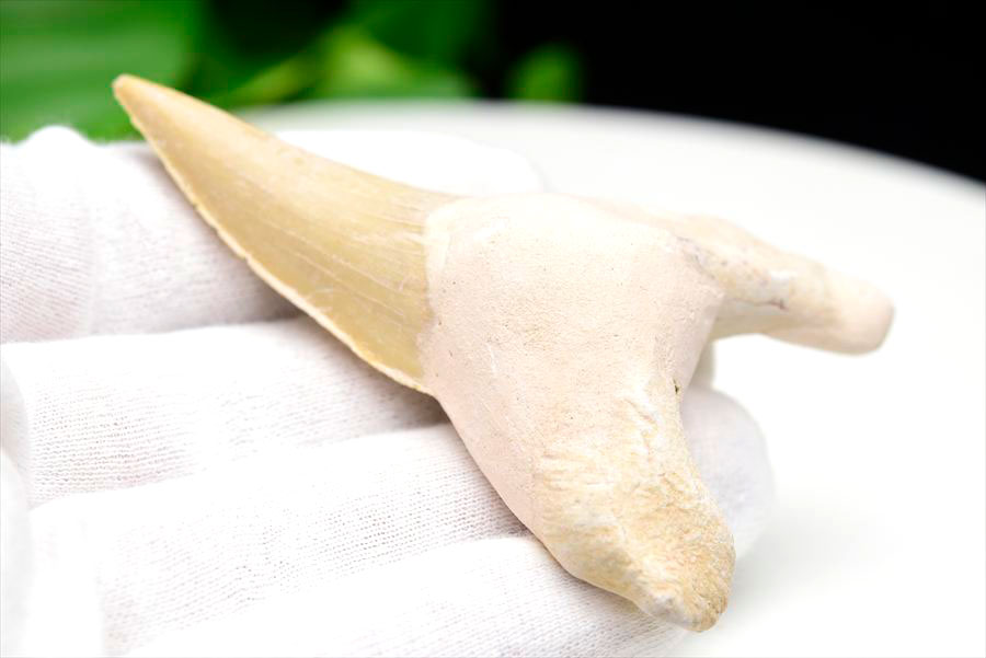 サメの歯 化石 原石 Otodus obliquus tooth オトドゥス オブリクス古代鮫【モロッコ産】【約34.8g】ネズミザメ｜ホオジロザメ｜サメの歯｜ morocco｜化石｜原石｜モロッコ｜フォッシル｜天然石｜パワーストーン ■39ショップ■100 2