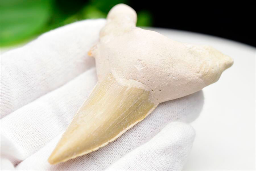 サメの歯 化石 原石 Otodus obliquus tooth オトドゥス オブリクス古代鮫【モロッコ産】【約34.8g】ネズミザメ｜ホオジロザメ｜サメの歯｜ morocco｜化石｜原石｜モロッコ｜フォッシル｜天然石｜パワーストーン ■39ショップ■100 3