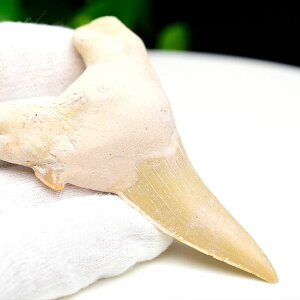 サメの歯 化石 原石 Otodus obliquus tooth オトドゥス オブリクス古代鮫【モロッコ産】【約34.8g】ネズミザメ|ホオジロザメ|サメの歯| morocco|化石|原石|モロッコ|フォッシル|天然石|パワーストーン ■39ショップ■100