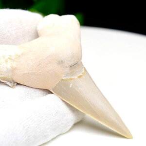 サメの歯 化石 原石 Otodus obliquus tooth オトドゥス オブリクス古代鮫【モロッコ産】【約42g】ネズミザメ|ホオジロザメ|サメの歯| morocco|化石|原石|モロッコ|フォッシル|天然石|パワーストーン ■39ショップ■100