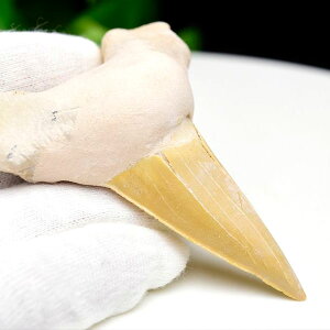 サメの歯 化石 原石 Otodus obliquus tooth オトドゥス オブリクス古代鮫【モロッコ産】【約41.5g】ネズミザメ|ホオジロザメ|サメの歯| morocco|化石|原石|モロッコ|フォッシル|天然石|パワーストーン ■39ショップ■100