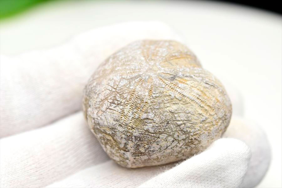 ���� ���� ���� Micraster �ߥ��饹���� �֥�֥��� �ڥ���å����ۡ���46.7g�ۥϡ��ȥ��ˡä��ˤβ��С�����ưʪ�� morocco��Echinoid�ò��Сø��Сå���å��åե��å����ŷ���Сåѥ���ȡ��� ��39����åע�