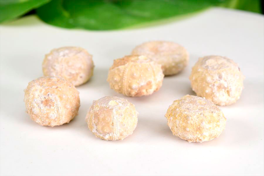 ウニ 化石 原石 Cidaris シダリス属 ...の紹介画像3