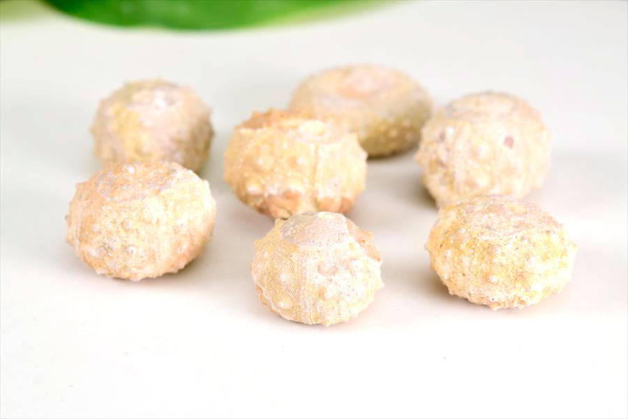 ���� ���� ���� Cidaris �����ꥹ° �ڥ���å����ۡ�����ñ�̡�1�ġۥߥ˥������ä��ˤβ��С�����ưʪ�� morocco��Echinoid�ò��Сø��Сå���å��åե��å����ŷ���Сåѥ���ȡ��� ��39����åע�