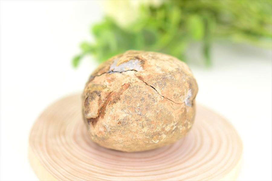 アップストーン楽天市場店の◆割れてないノジュール◆ 三葉虫 Trilobites 化石 団塊 フレキシカリメネ【モロッコ産】【約249.3g】三葉虫の化石｜Trilobites Nodule｜Flexicalymene ouzregui｜化石｜原石｜モロッコ｜フォッシル｜実験｜体験｜天然石｜パワーストーン ■39ショップ■｜アングル3