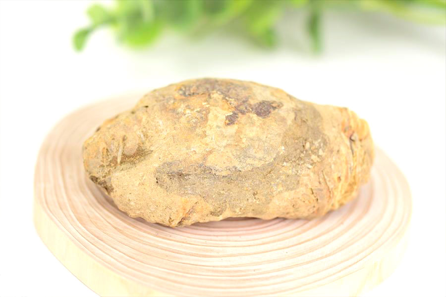 アップストーン楽天市場店の◆割れてないノジュール◆ 三葉虫 Trilobites 化石 団塊 フレキシカリメネ【モロッコ産】【約154.2g】三葉虫の化石｜Trilobites Nodule｜Flexicalymene ouzregui｜化石｜原石｜モロッコ｜フォッシル｜実験｜体験｜天然石｜パワーストーン ■39ショップ■｜アングル2